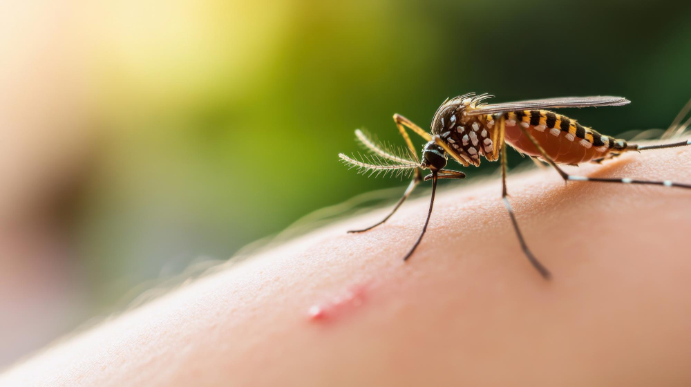 Dengue: señales de alarma y cómo protegerte en temporada de lluvias